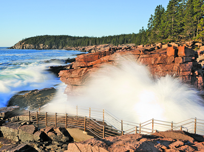 Moss - Acadia National Park (U.S. National Park Service)