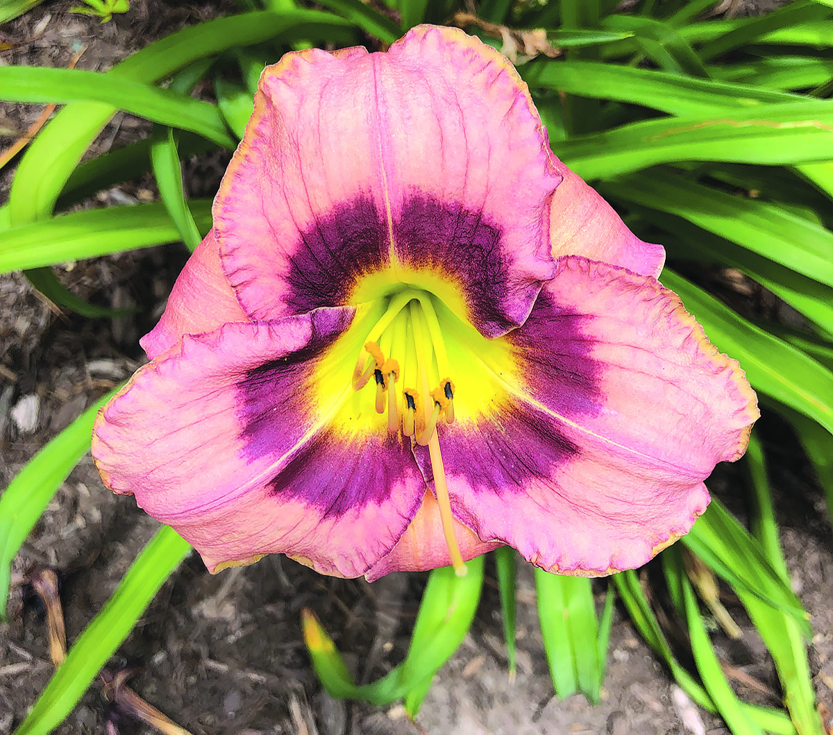 Daylilies give many years of pleasure | Beacon