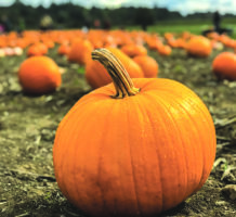 All about homegrown pumpkins