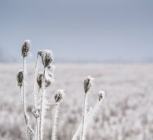 Limit winter damage to your plants