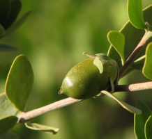 How the jojoba plant can help your skin