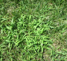 March into the battle against crabgrass