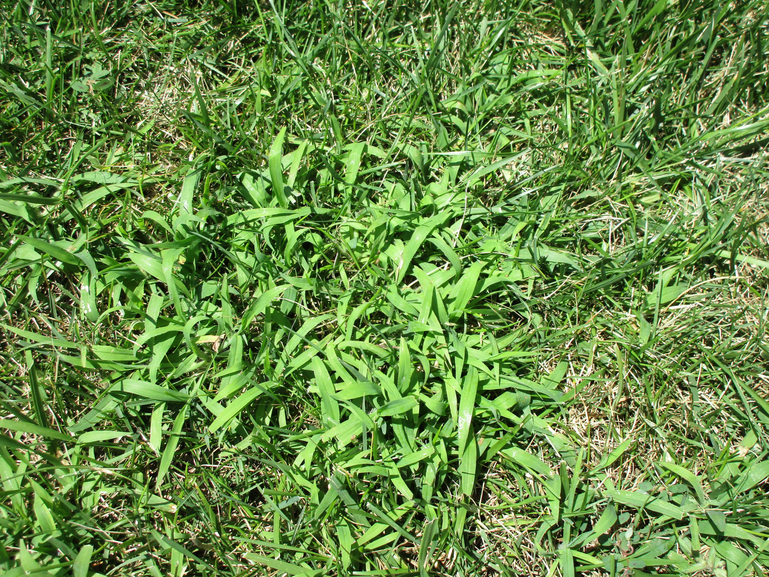 March into the battle against crabgrass | Beacon