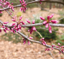 Why April showers bring May flowers: What science has recently taught us