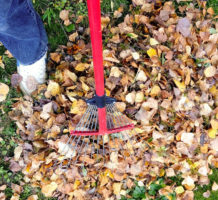 To-dos and no-nos for your autumn yard