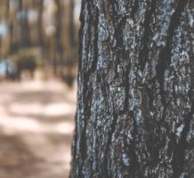 Appreciate tree bark during winter’s bite