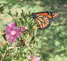 How plants communicate with pollinators