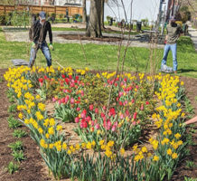 Guerilla gardeners pitch in to beautify city