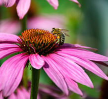 Ways plants communicate with pollinators