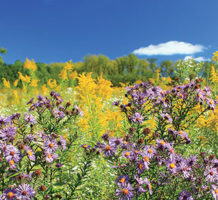 Choose these perennials for fall blooms