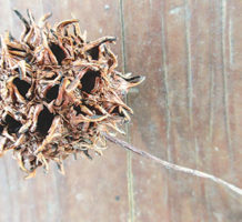 Not everyone is sweet on Sweetgum trees