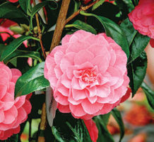 Camellias bloom in your autumn garden