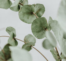 Eucalyptus leaves’ many health benefits