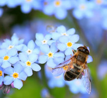 Why I went to great lengths to save bees