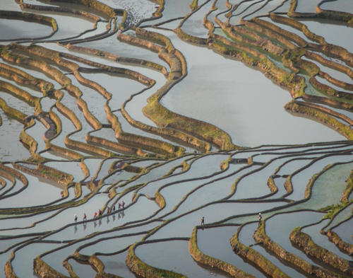 Yunnan Rice Terraces — Kathryn Mohrman