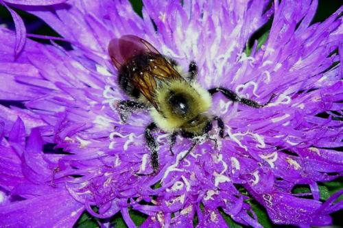 A Passion for Pollen — Arthur Einhorn