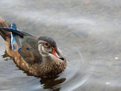 Wood Duck at Burke Lake Park — Angela Camp