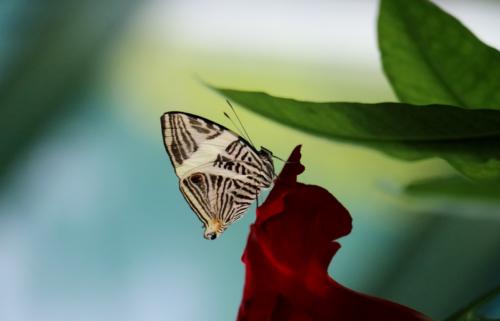 Mackinac Butterfly — Melissa Gerstenhaber