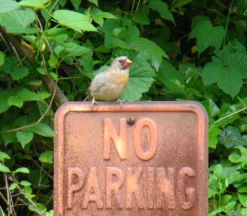 No Parking, Baby! — Pauline Anunciacion